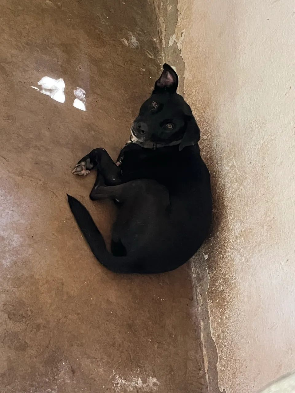 Cadela a doação 