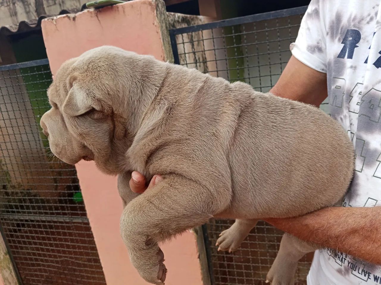 Filhote de shar pei  - Foto 4