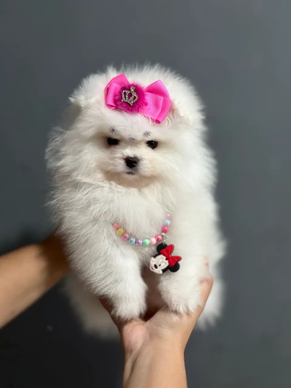 Lulu da pomerania dos seus sonhos e aqui que vc encontra  - Foto 2