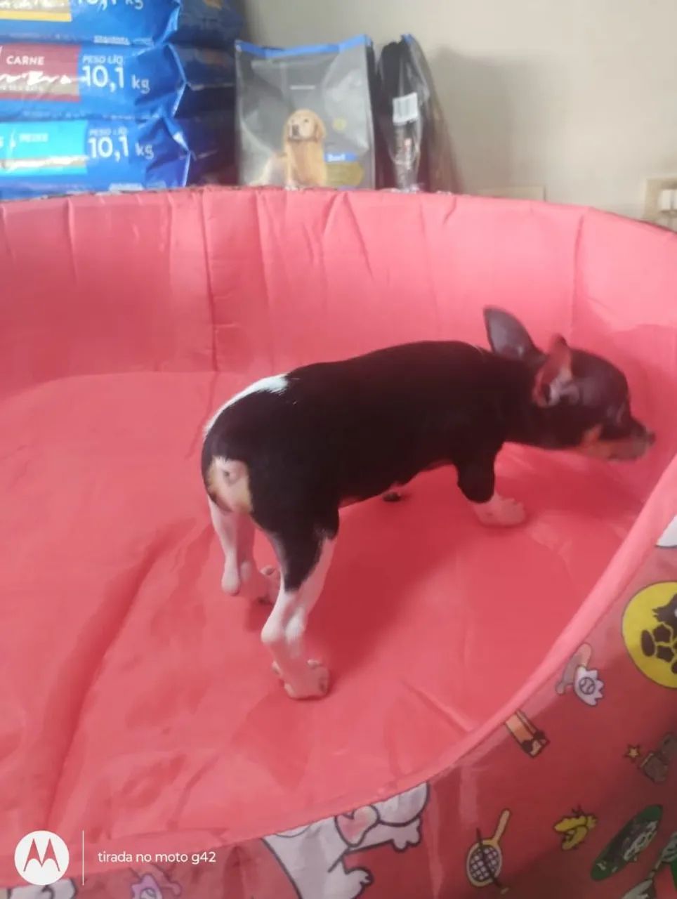 Filhote pinscher zero macho  - Foto 2