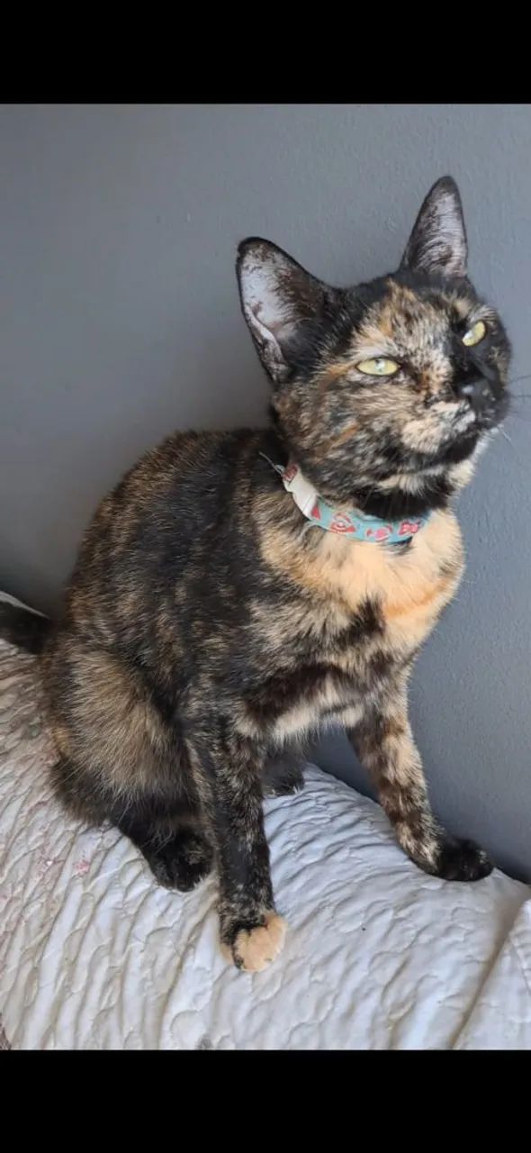 Gata Raquel para adoção  - Foto 6