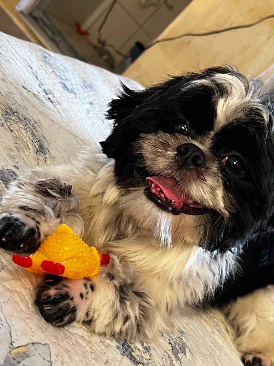 Pet - Foto 3