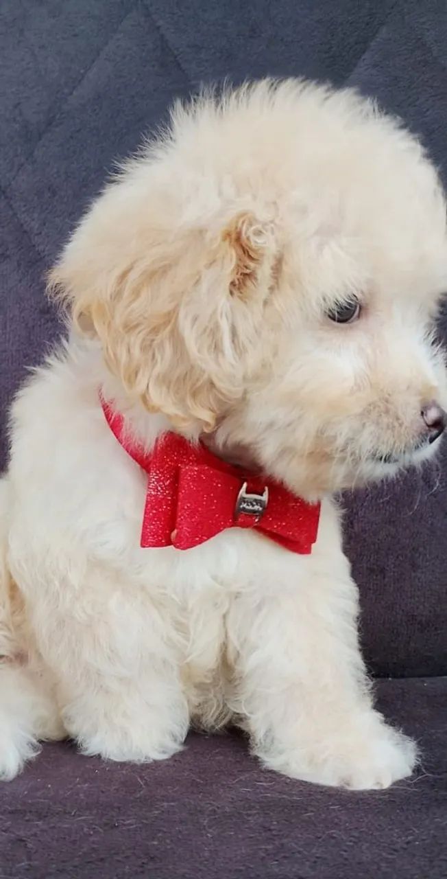 Cachorrinho Poodle - Foto 3