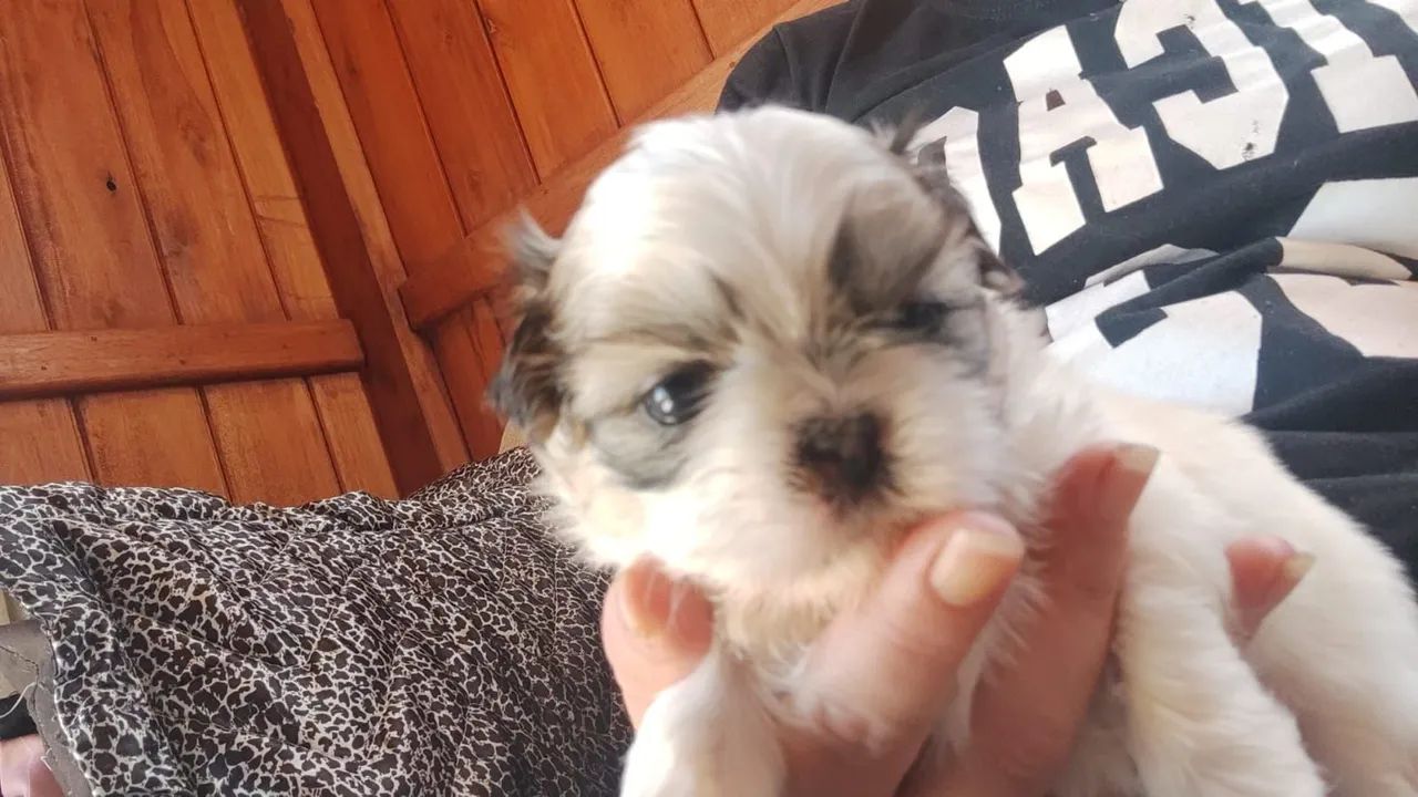 Cachorro schitzu  - Foto 5