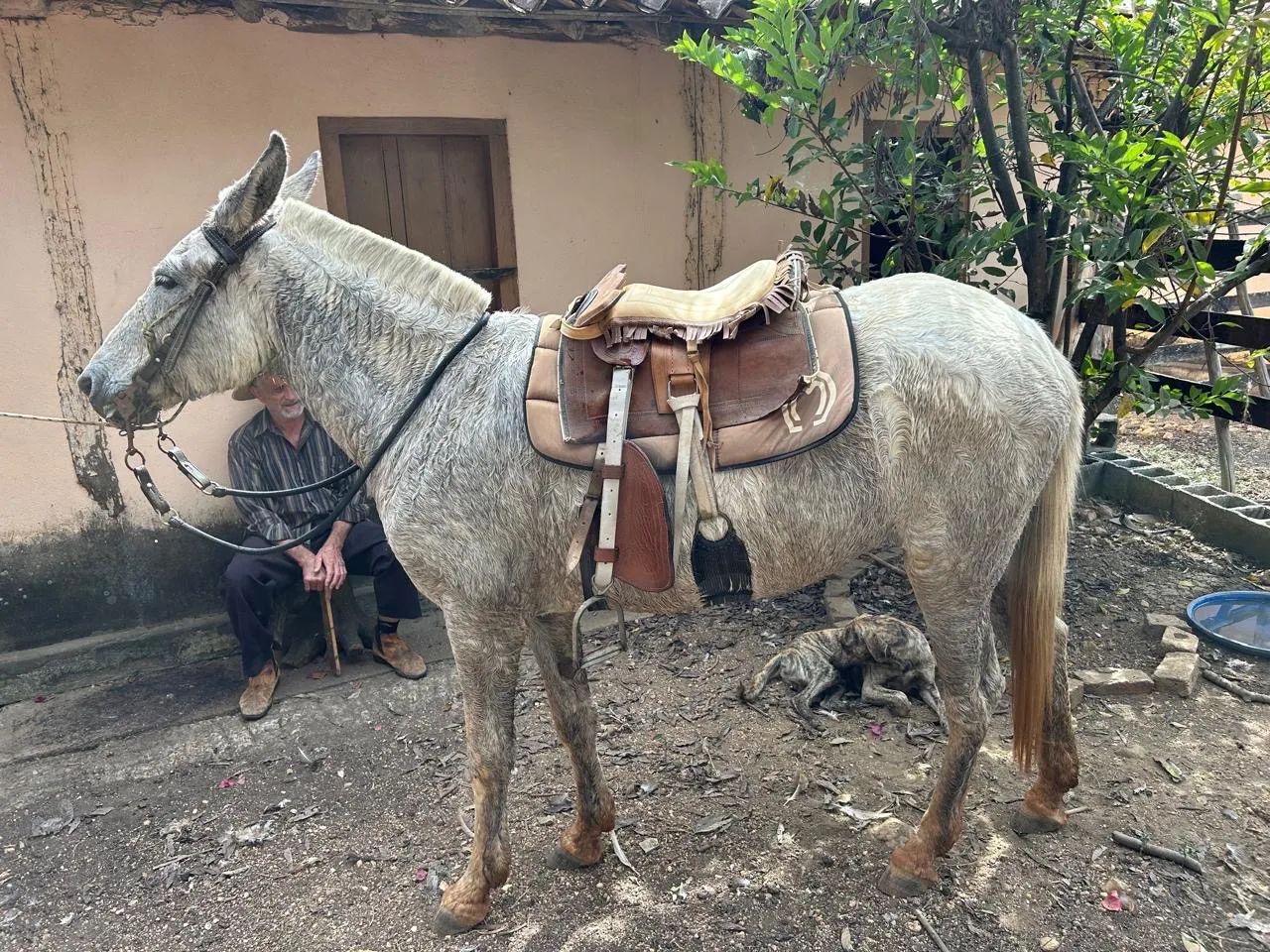 Vendo mula 