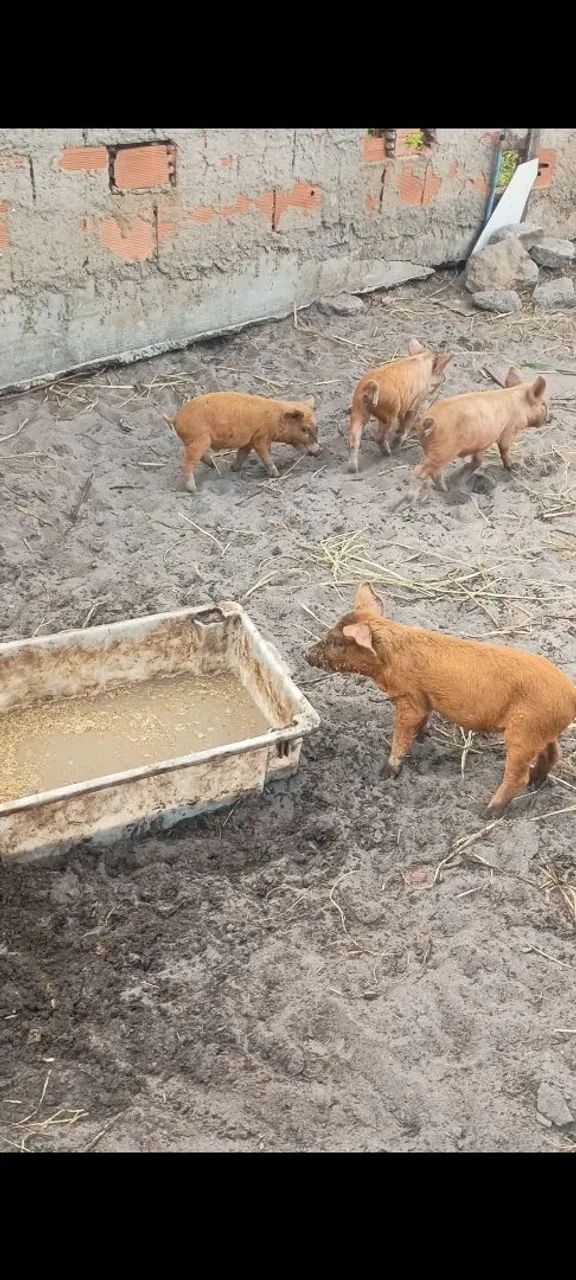 Vendo leitões  - Foto 3