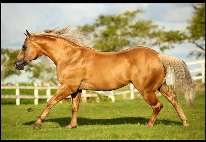 Cavalo QM PO  - Foto 4