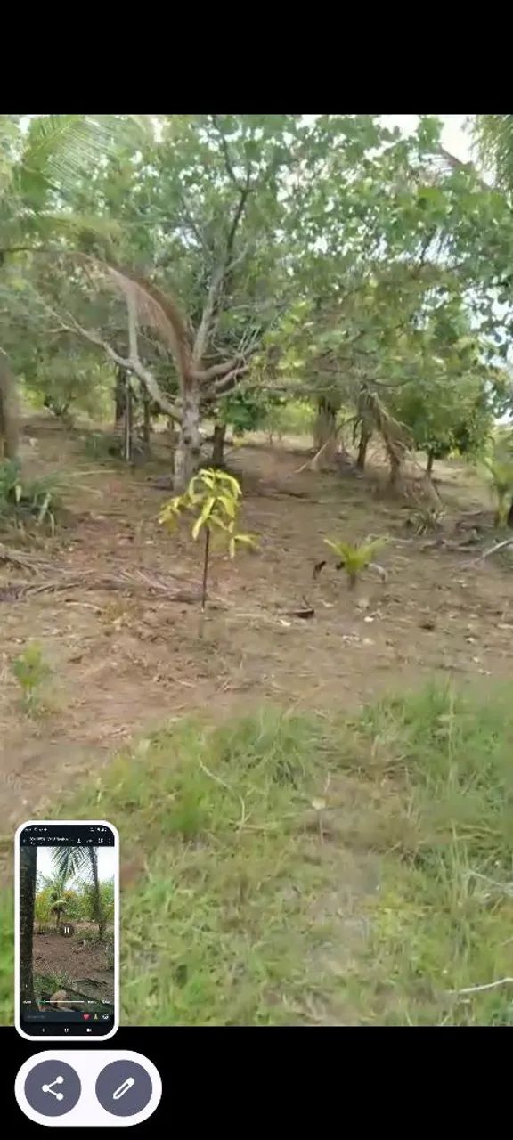 Vendo sítio 800m - Foto 3
