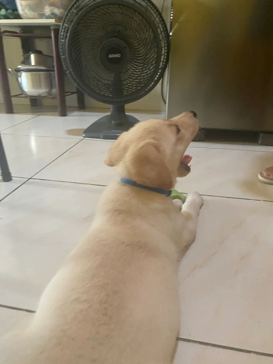 Vendo filhote de labrador - Foto 3