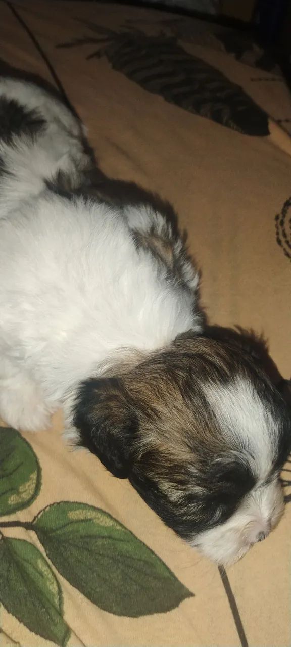 Cachorro 