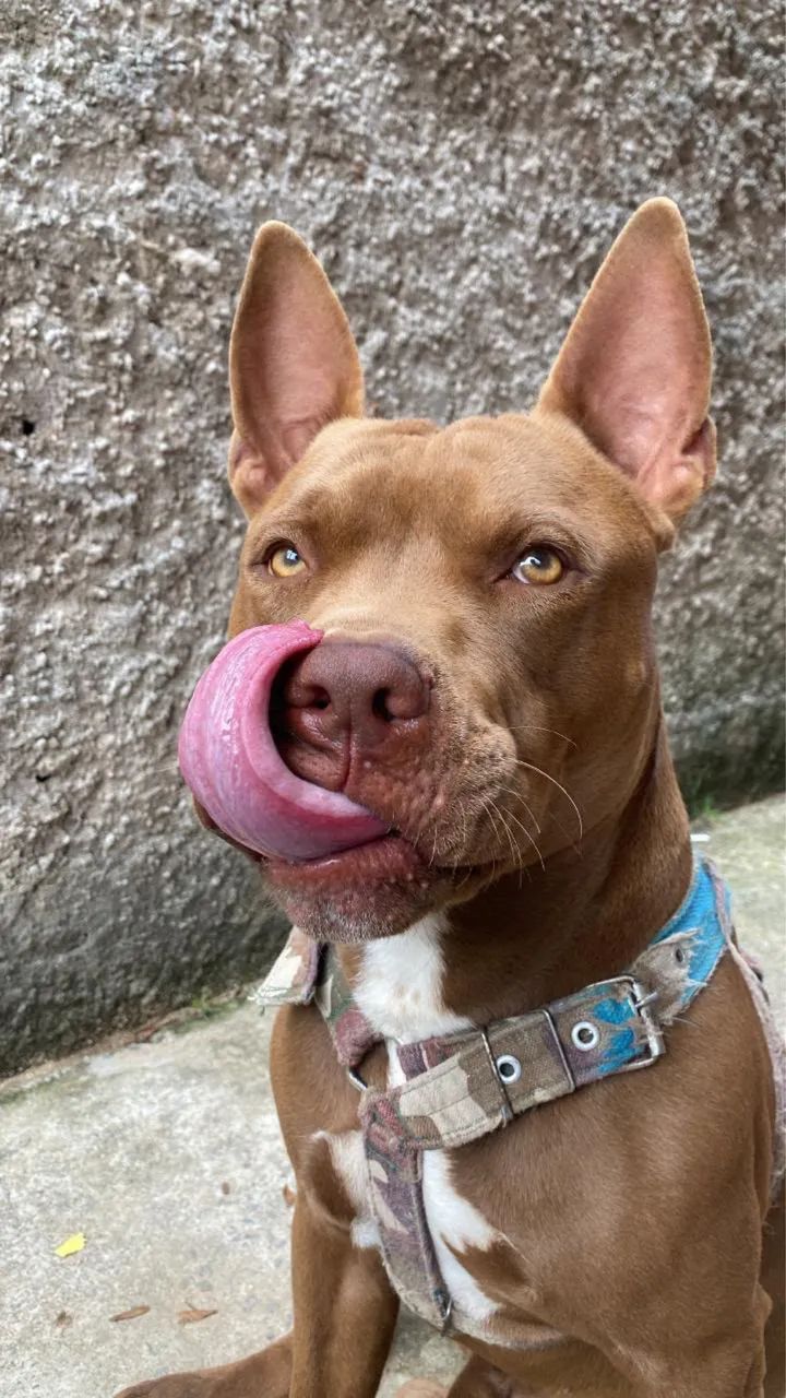 PITBULL  - Foto 2