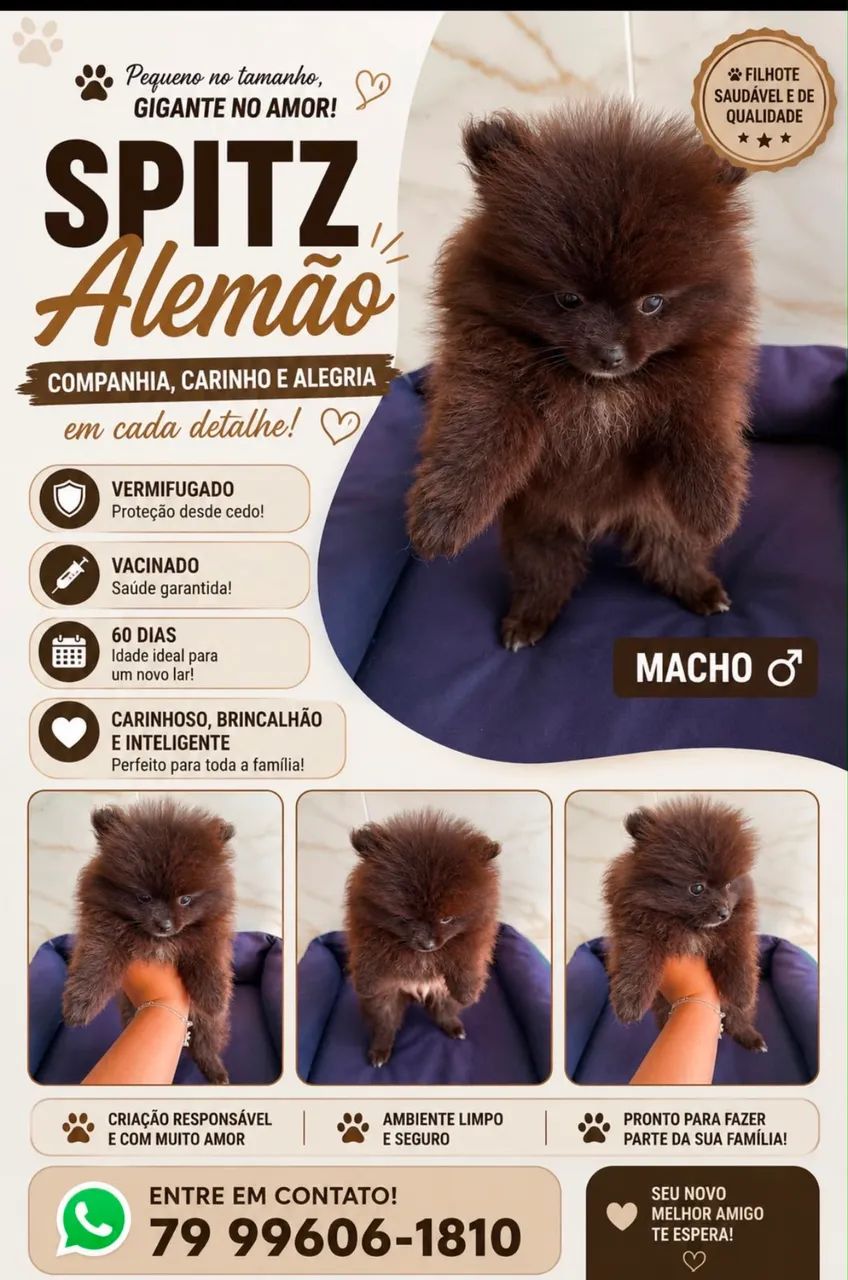 Venda de Splitz Alemão  - Foto 3
