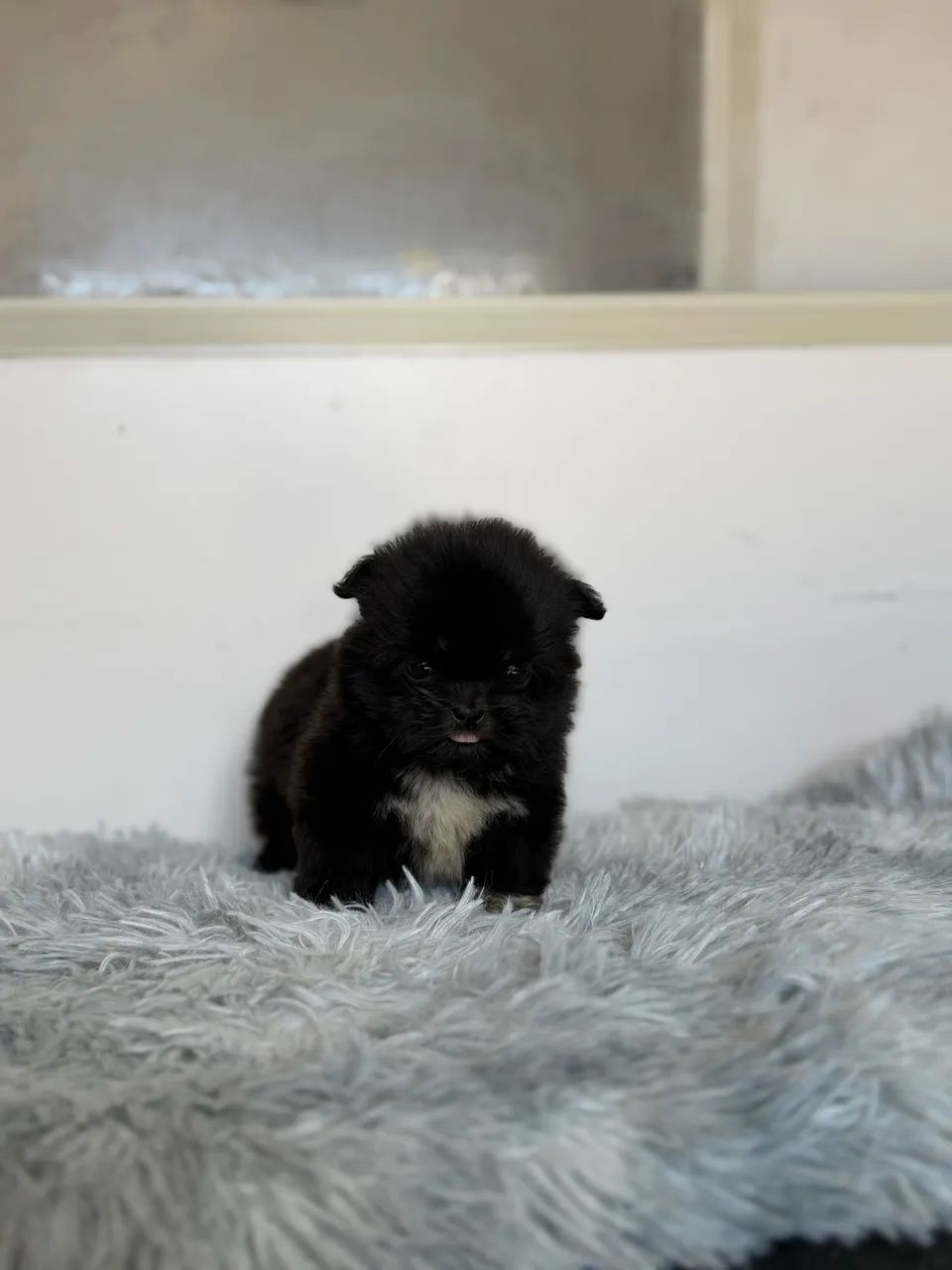 Shitzu  - Foto 2