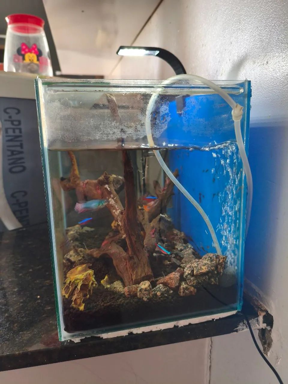 Aquário completo 18L  - Foto 4