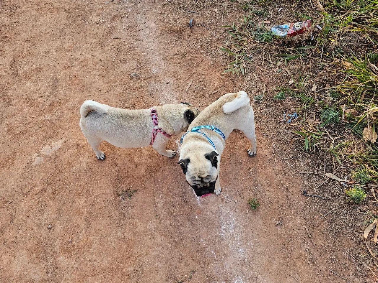 Pug - Foto 5
