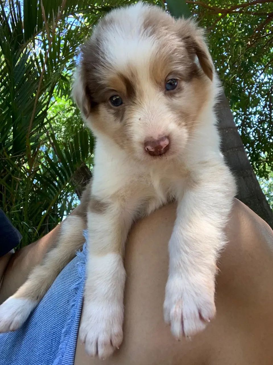 Border Collie macho  - Foto 4