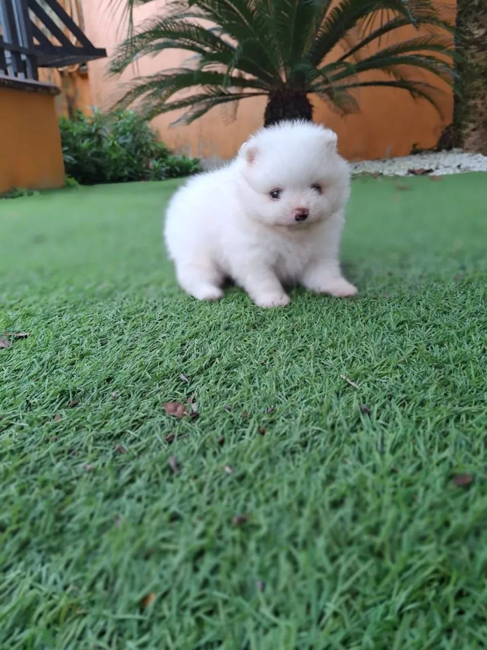Spitz alemão 