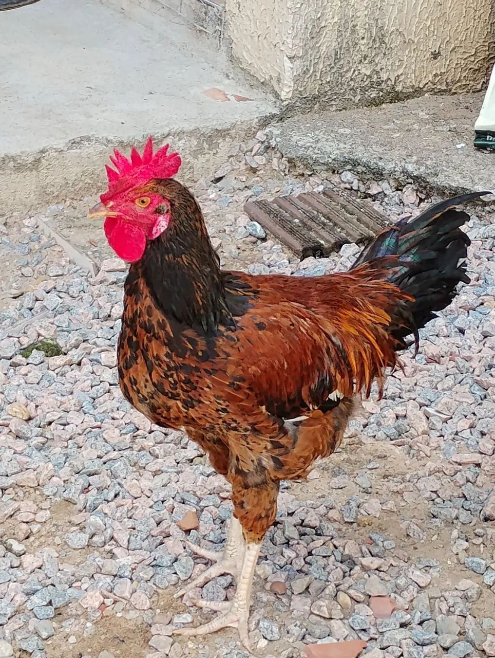 Galinhas e Galos 