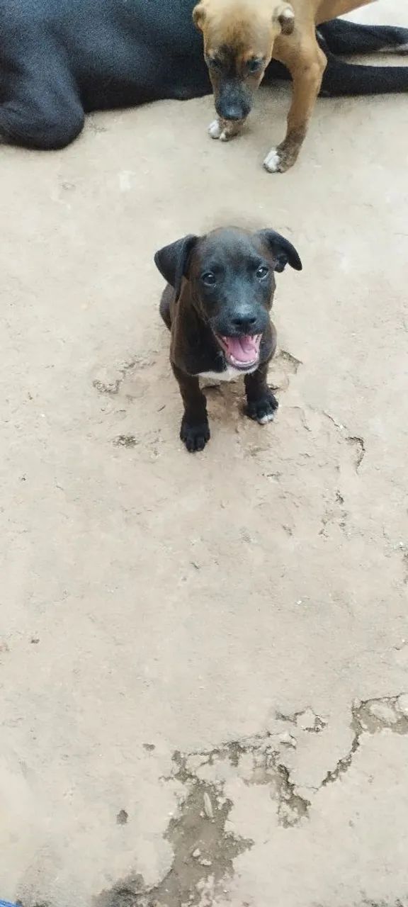 Adoção  - Foto 3