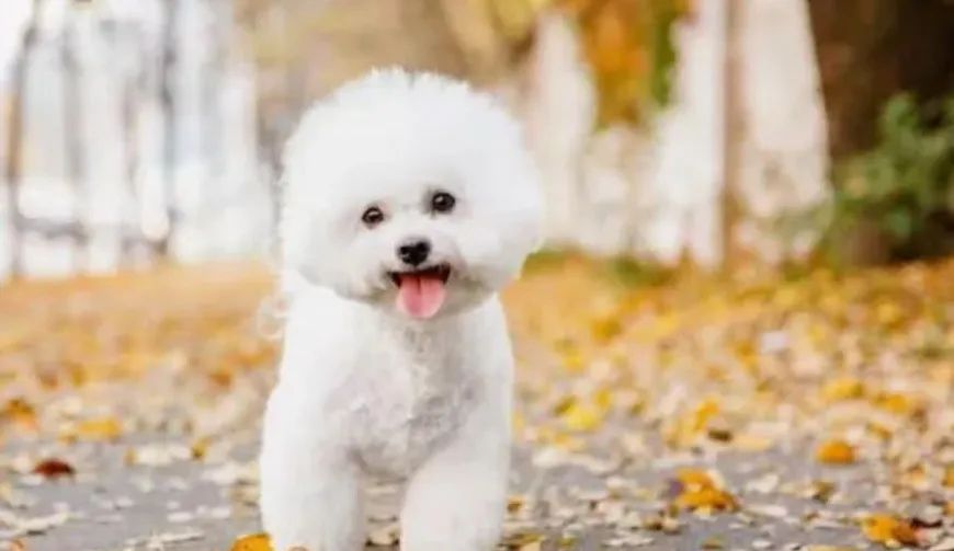 Bichon frise  - Foto 2