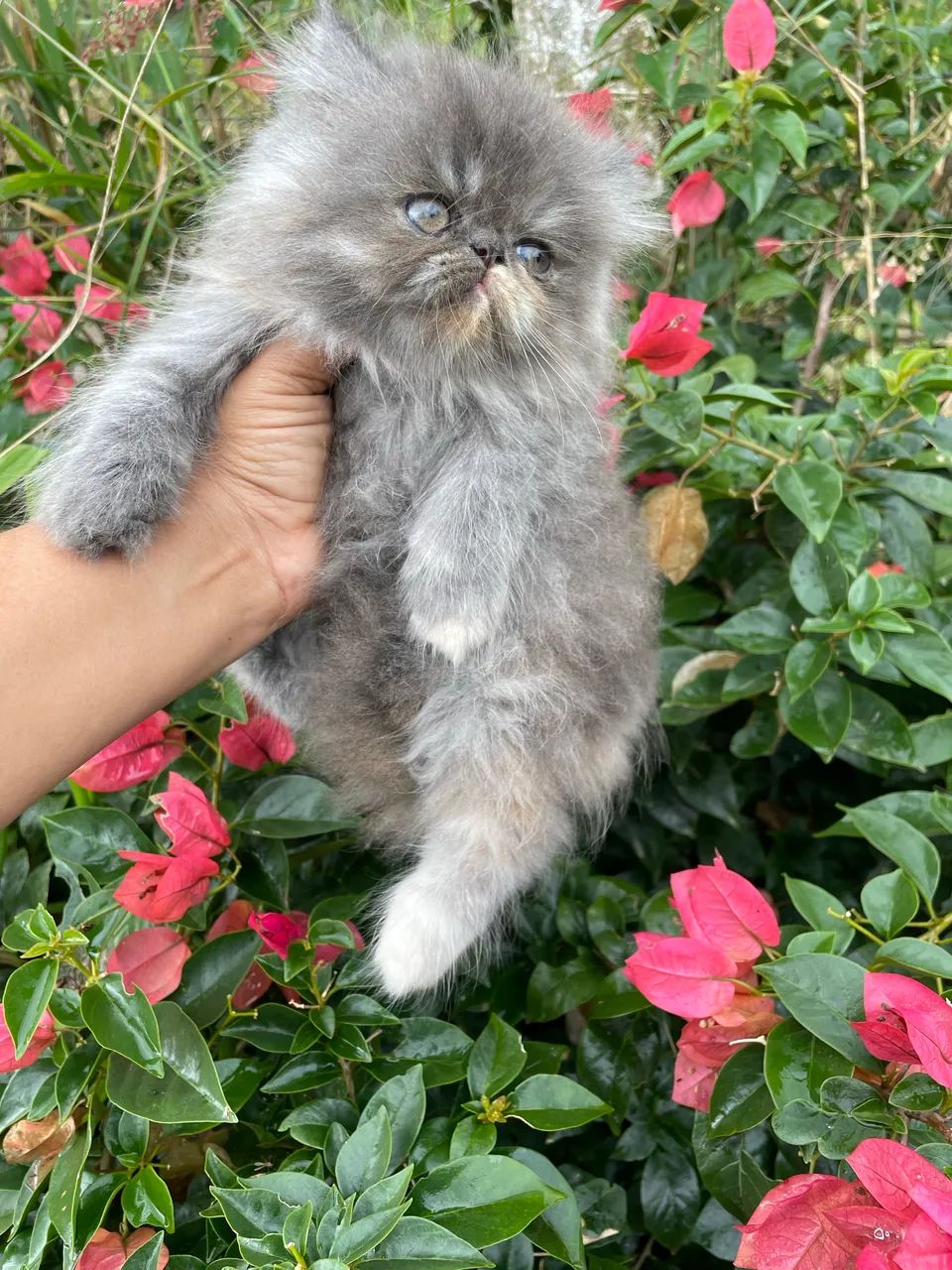 Gatos persas!  - Foto 6