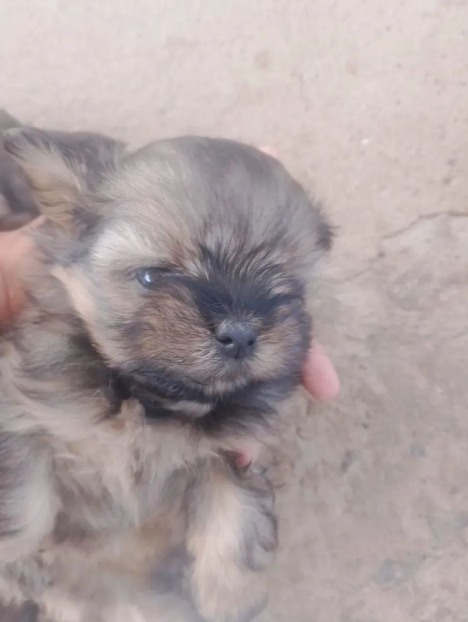 Filhote macho de lhasa apso 