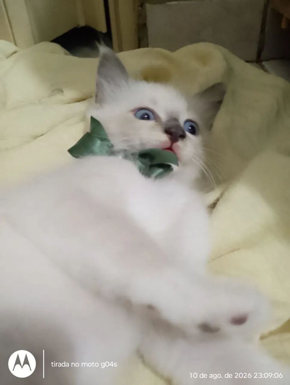 Gato para doação, ele é macho! - Foto 3