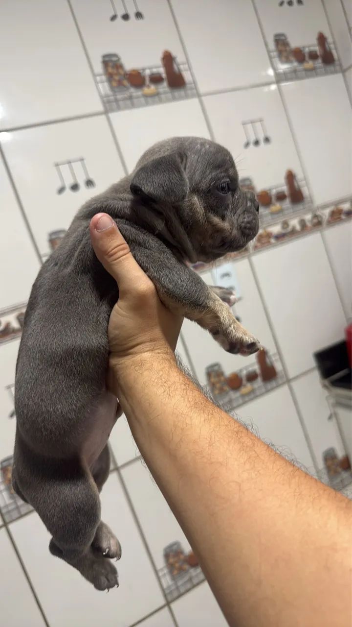 American bully micro 