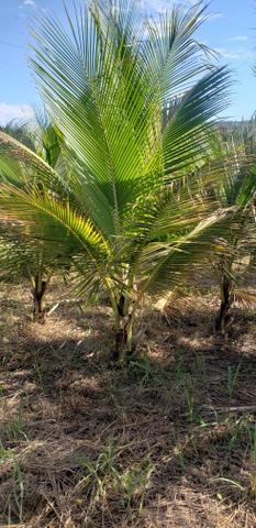 Mudas de Coco anão  legitimos 1.80mt 