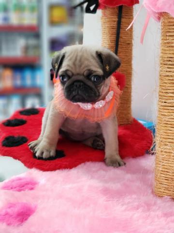 Linda Femea de Pug Abrico Vacinada