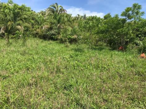 Sítio 26 hectares região da serra são vicente - Foto 2