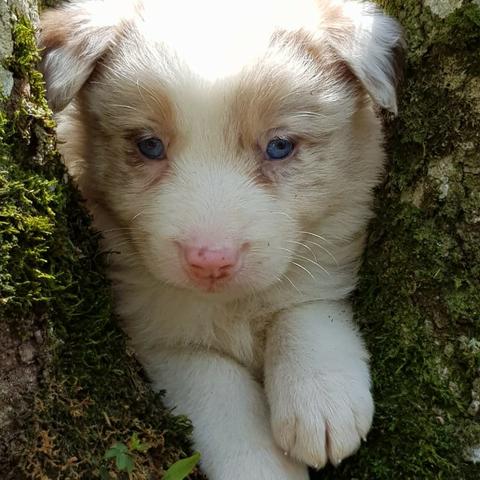Lindos Filhotes De Border Collie