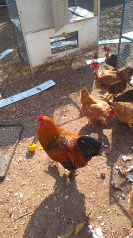 Galo brahma perdiz - Foto 2