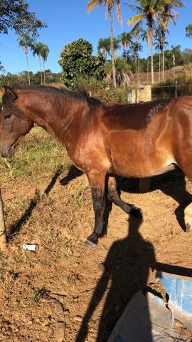 Cavalo mangalarga 4 anos - Foto 2