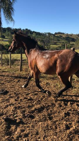 Cavalo mangalarga 4 anos - Foto 3