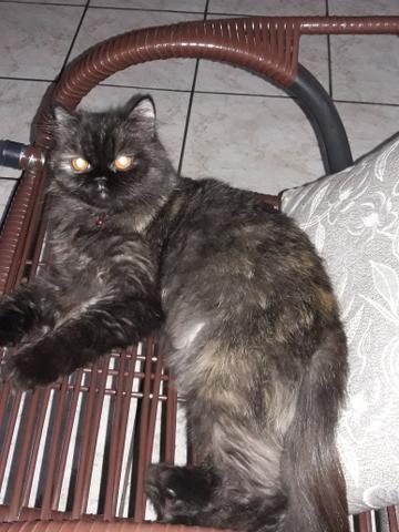 Gatos persas