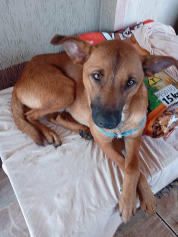 Cachorro pra doação - Foto 4