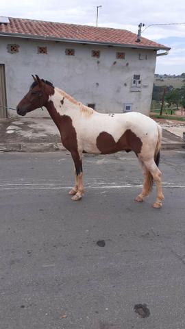 Venda de cavalo - Foto 3