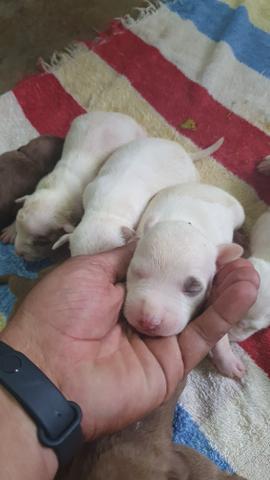 Pitbull - Foto 2