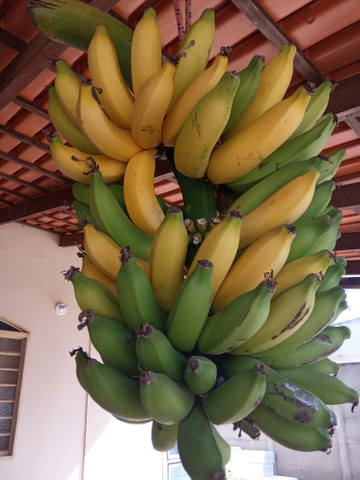 Vendo Maravilhosas Mudas de Banana Prata - Foto 3