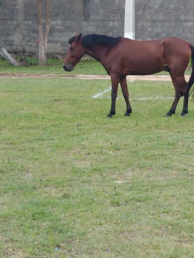 Vendo ou troco um cavalo de 4 anos e uma polda de 2 anos. 