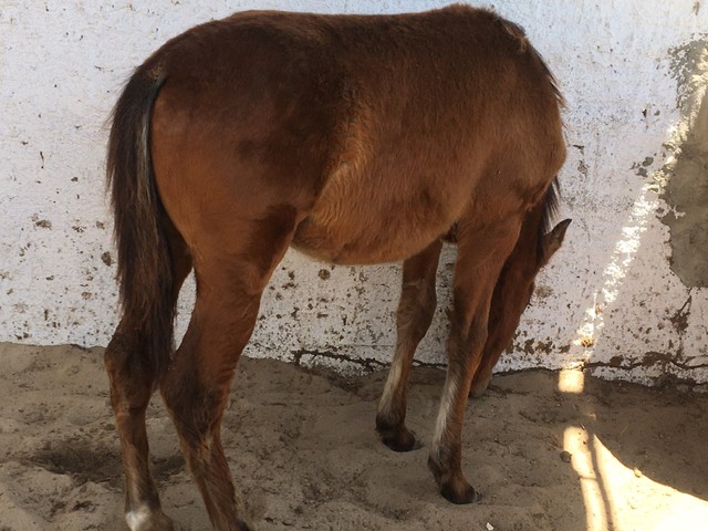 Potro Mangolina gigante 7 meses