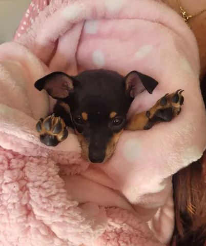 Filhote de Pinscher fêmea  - Foto 4