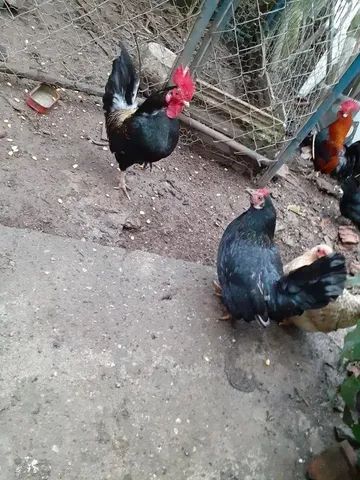 Galo e galinha garnizé