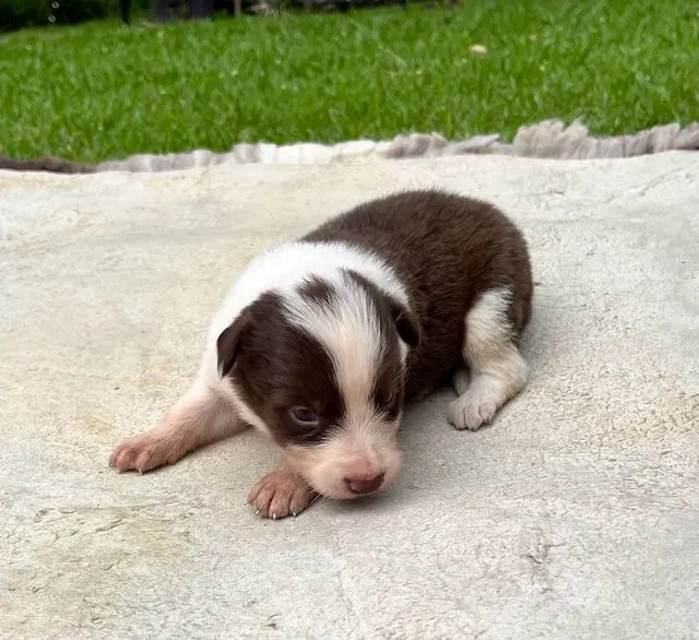 Border Collie Pedigree Cbkc Filhotes Alta Linhagem