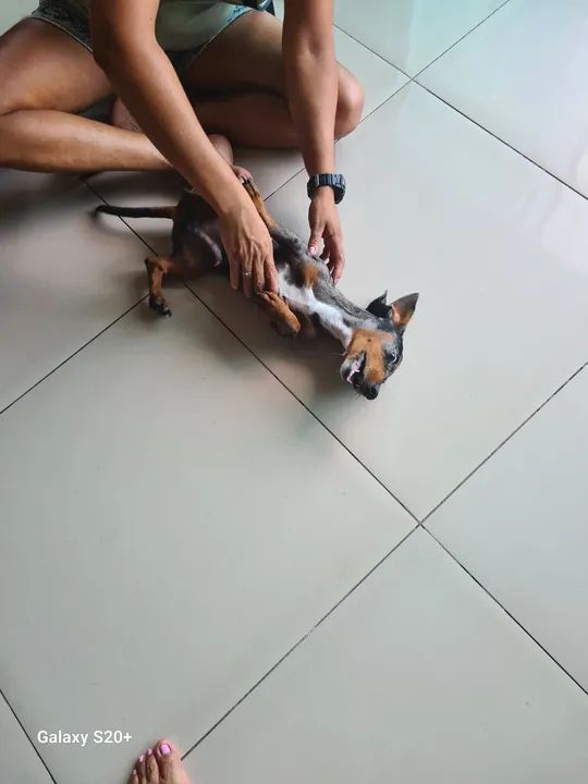 Dachshund salsicha macho  - Foto 3