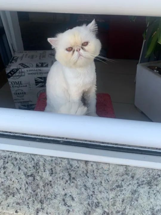 GATO PERSA MACHO P/ CRUZA - Foto 4