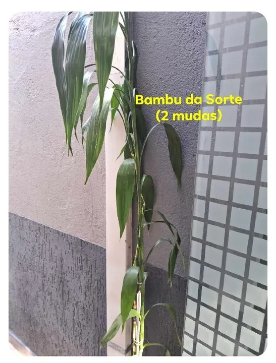 Plantas Decorativas