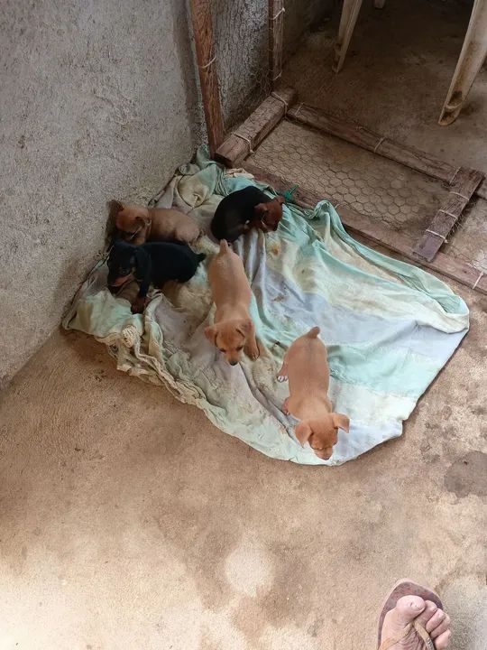 Vende-se cachorro pinscher número um