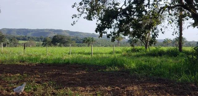 Fazenda em Campos Lindos. 66 mil por alqueire. - Foto 3